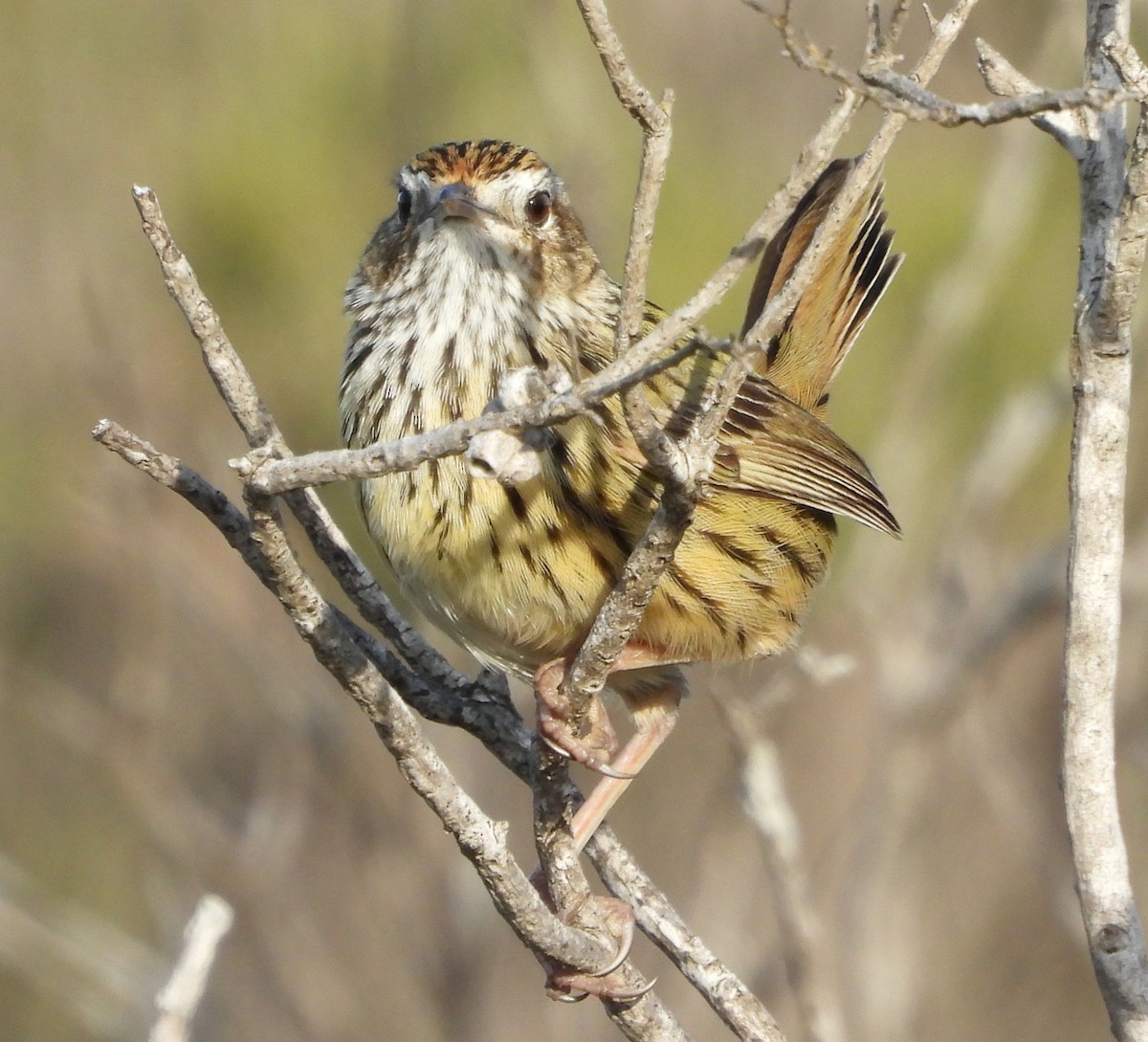 Striated Fieldwren - ML619756003