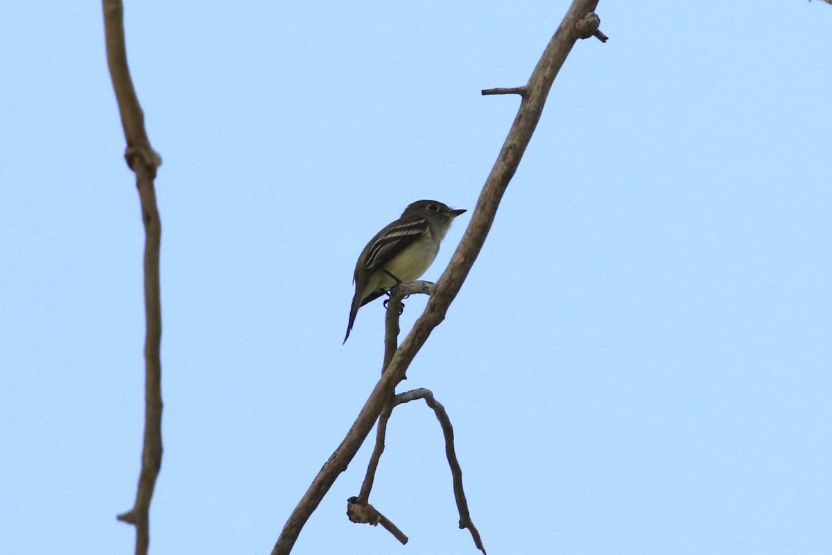 Moucherolle tchébec - ML619756019