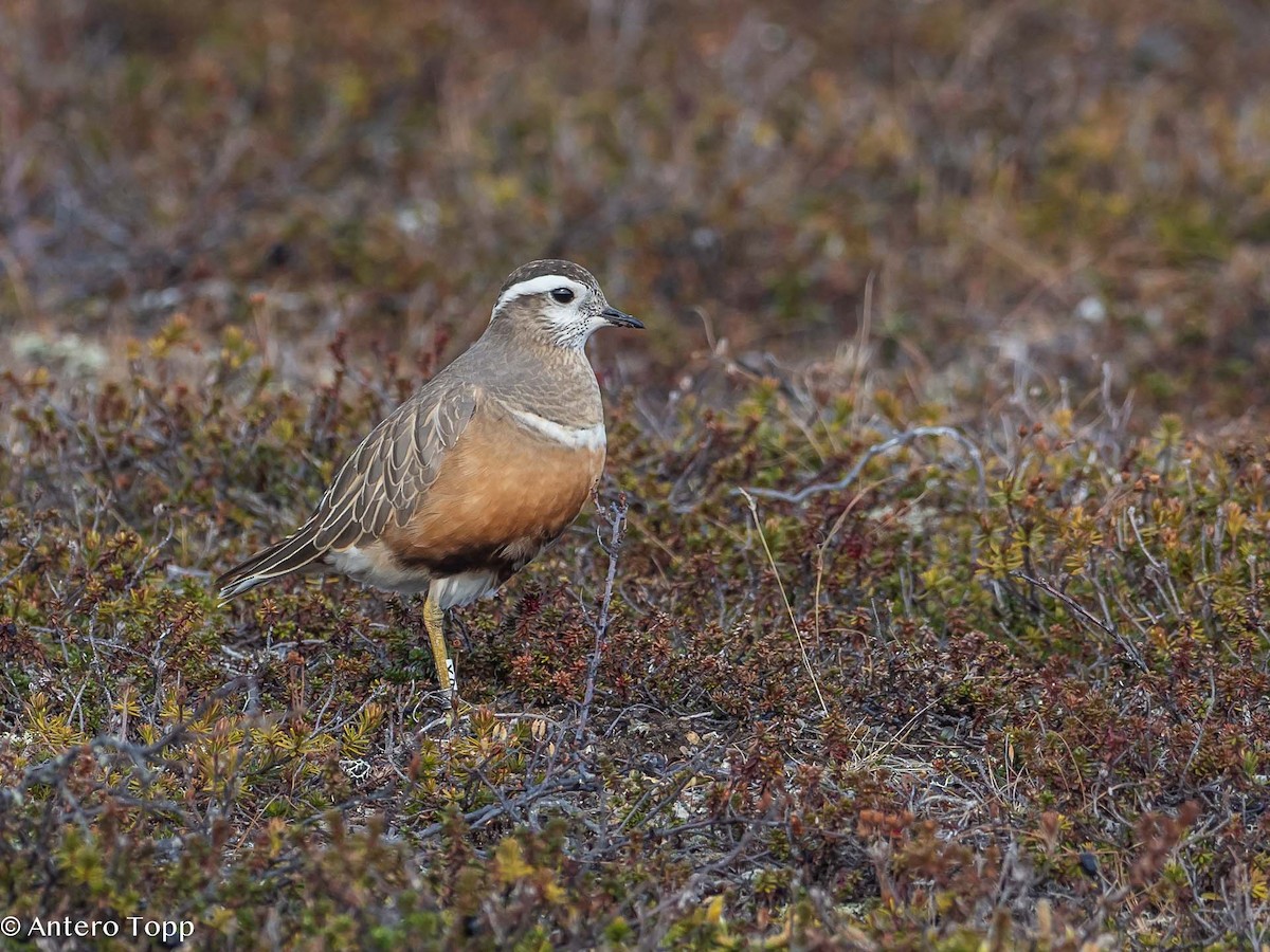 Eurasian Dotterel - ML619756033