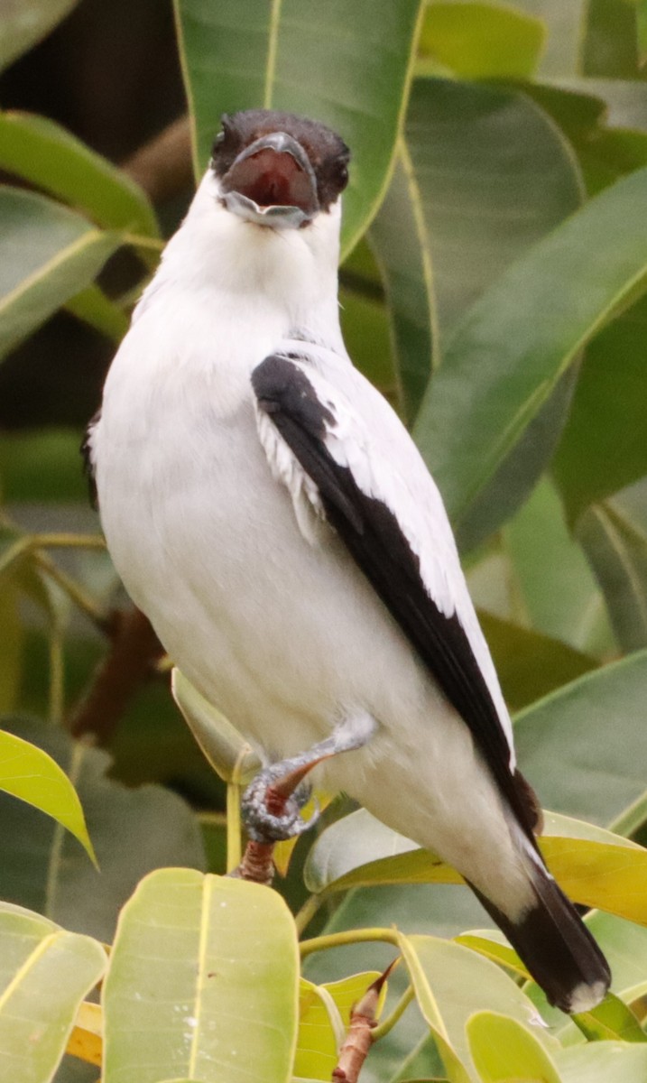 Black-crowned Tityra - ML619756082