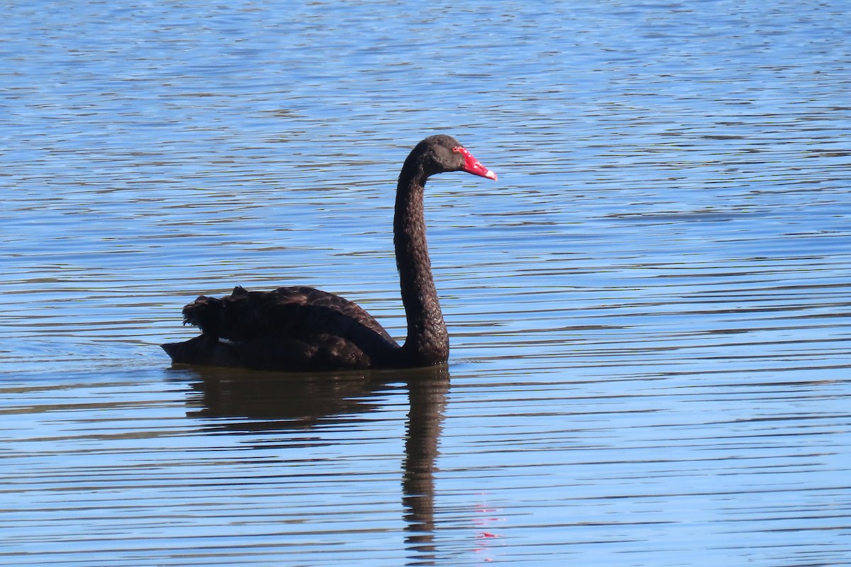 Black Swan - ML619756100