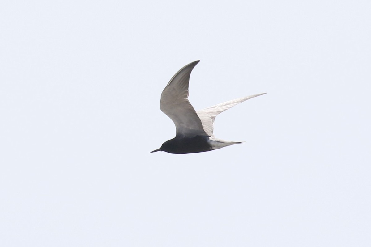 Black Tern - ML619756137