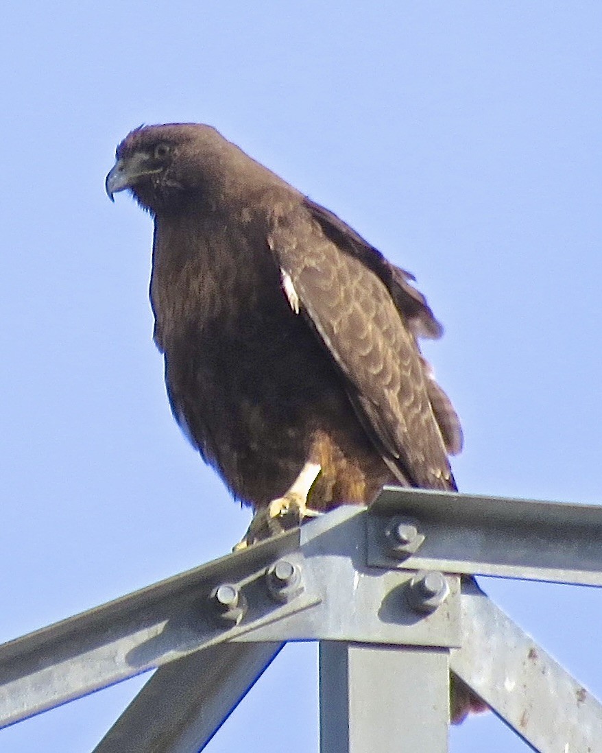 Red-tailed Hawk - ML619756139