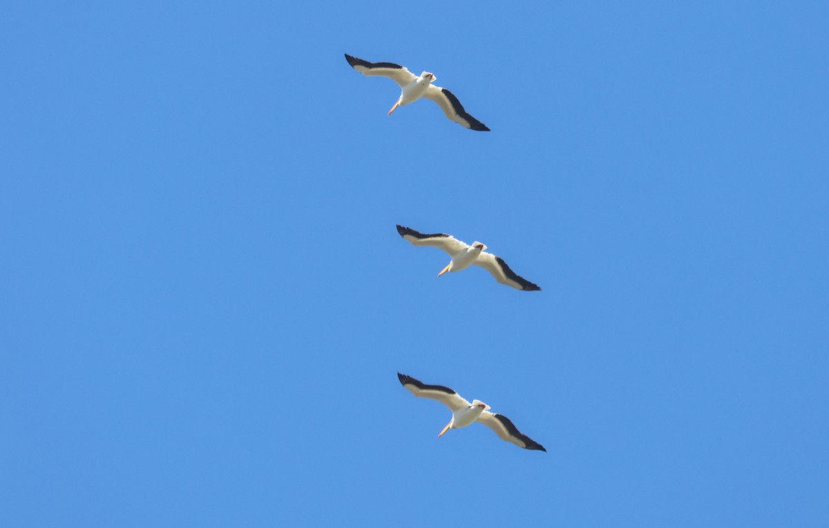 American White Pelican - ML619756160