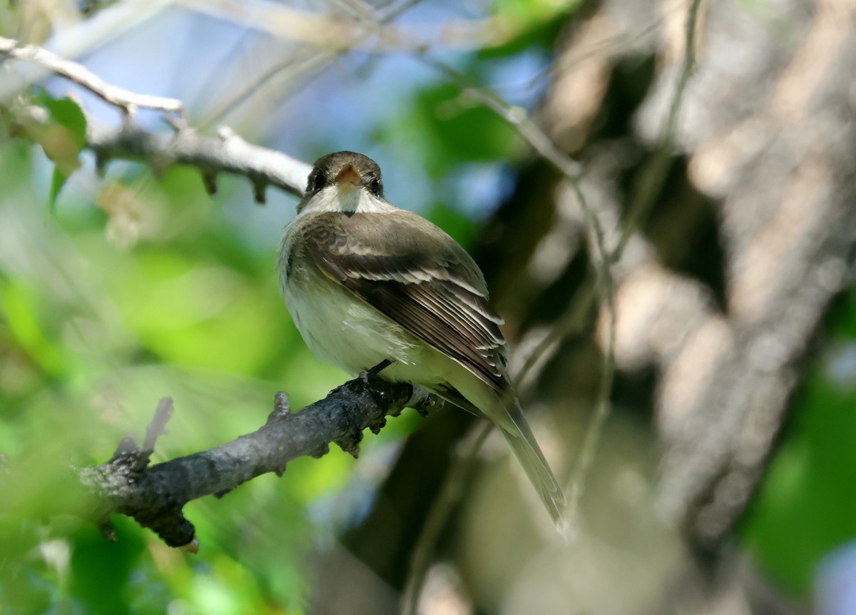 Willow Flycatcher - ML619756171