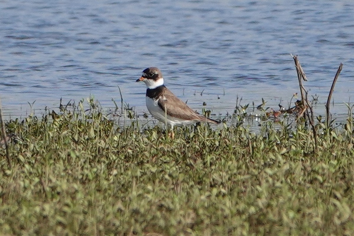 Semipalmated Plover - ML619756223