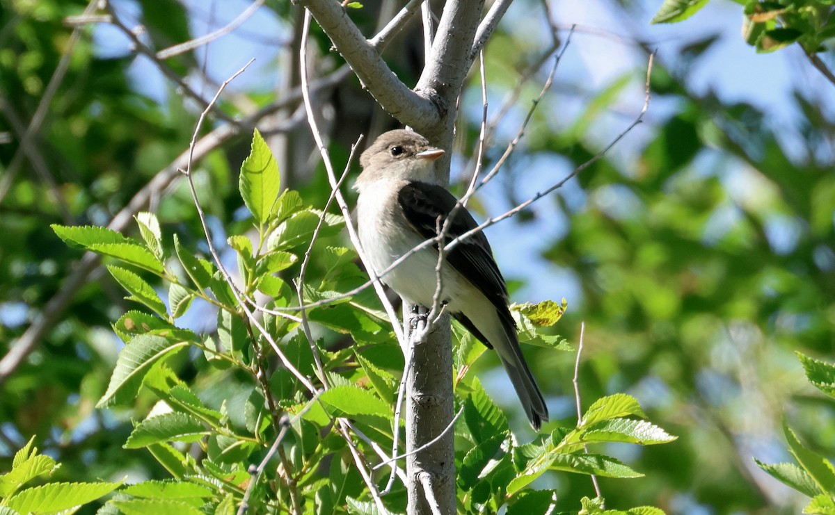 Willow Flycatcher - ML619756226