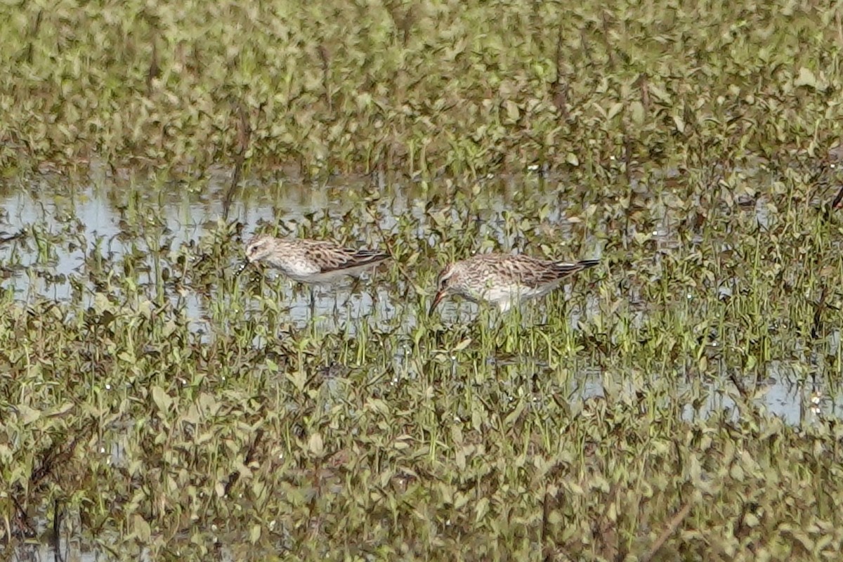 White-rumped Sandpiper - ML619756233