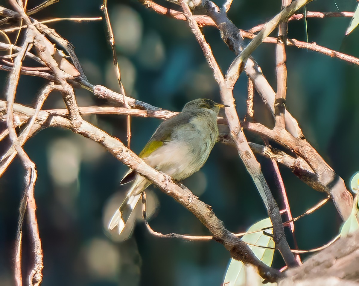 Fuscous Honeyeater - ML619756238