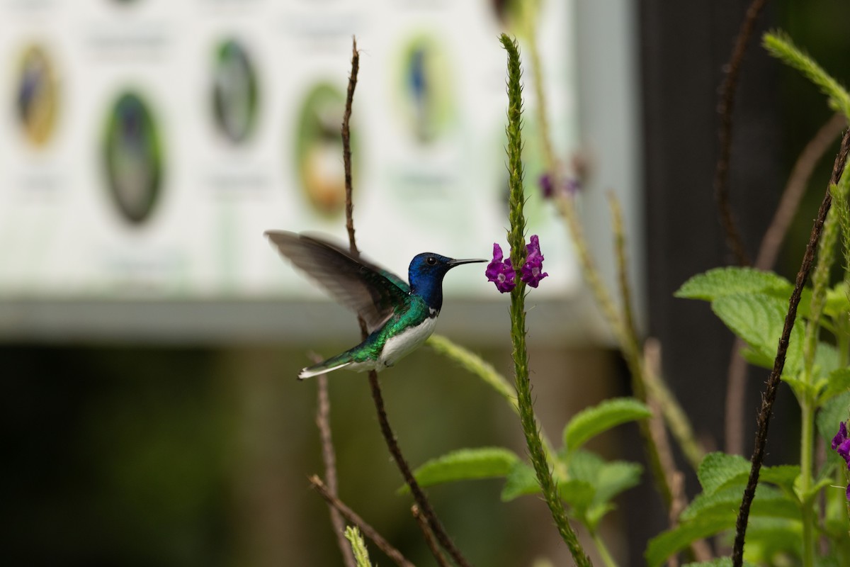 White-necked Jacobin - ML619756247