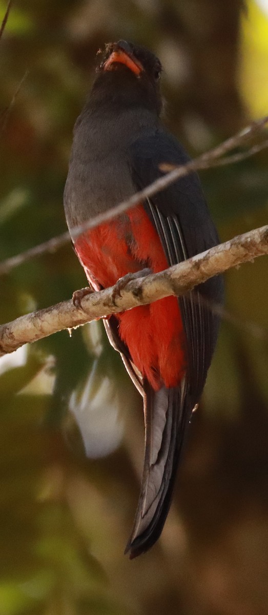 Schieferschwanztrogon - ML619756250