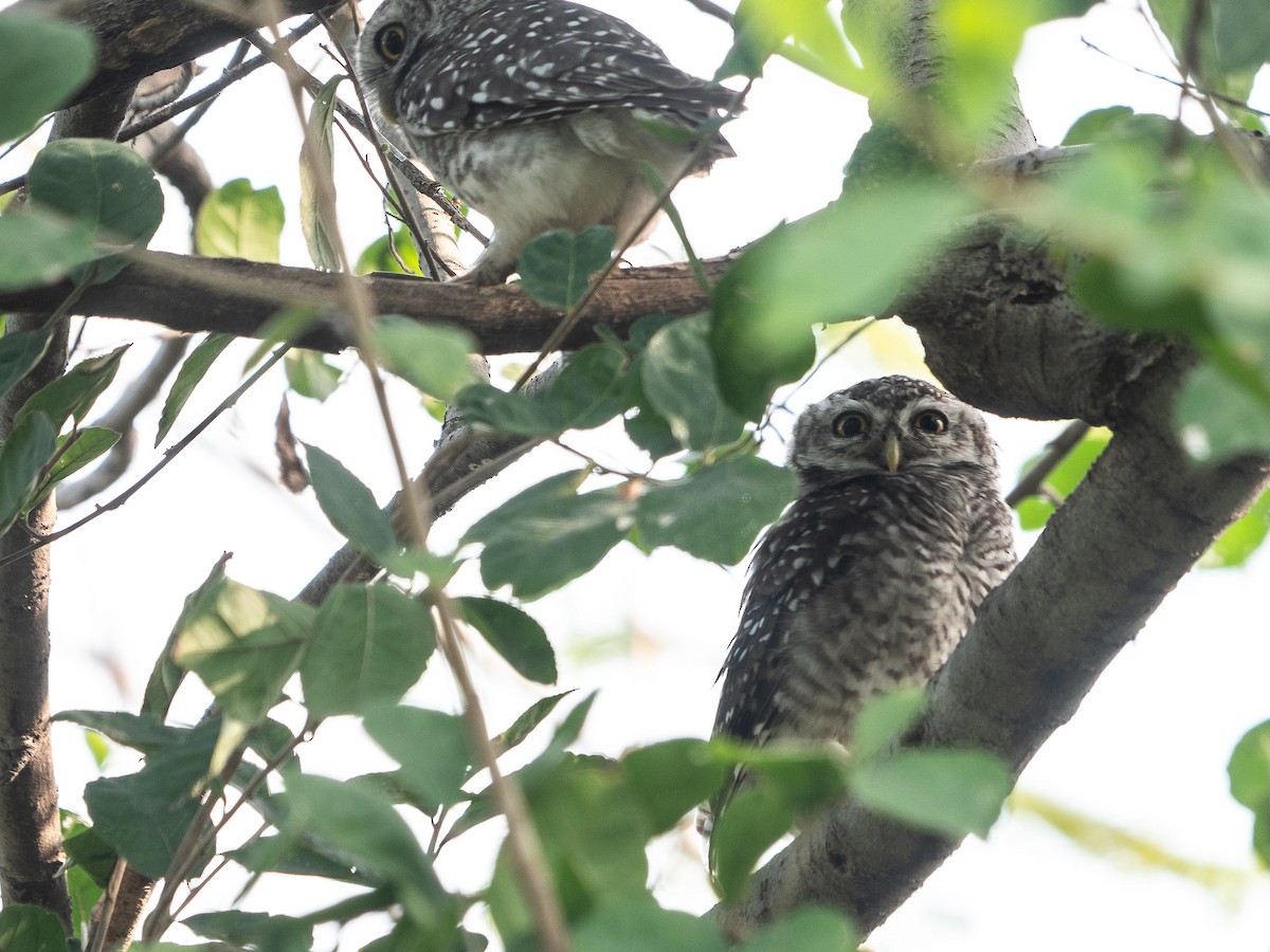 Spotted Owlet - ML619756277