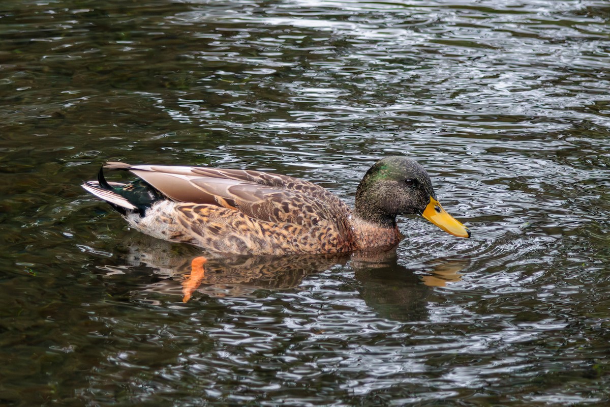 Canard colvert - ML619756288