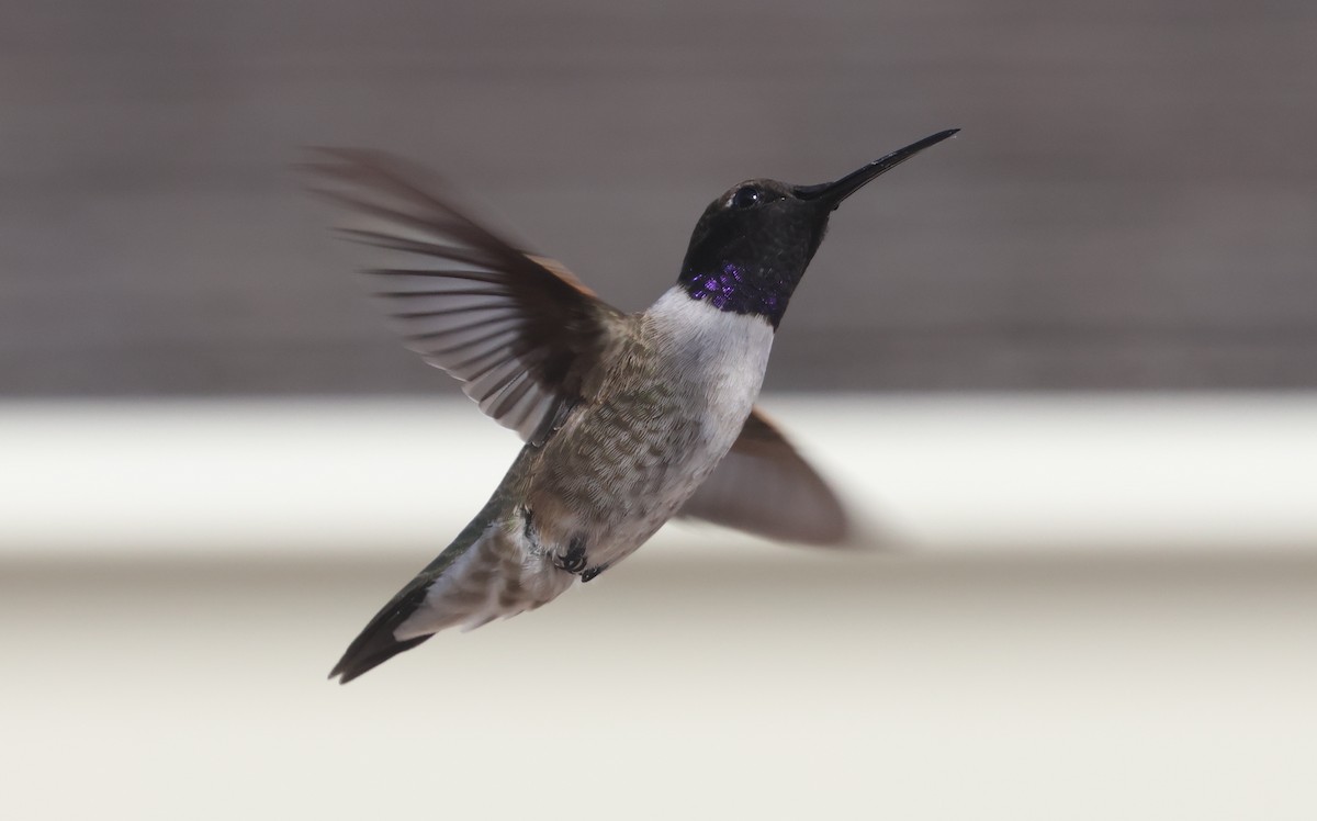 Black-chinned Hummingbird - ML619756300