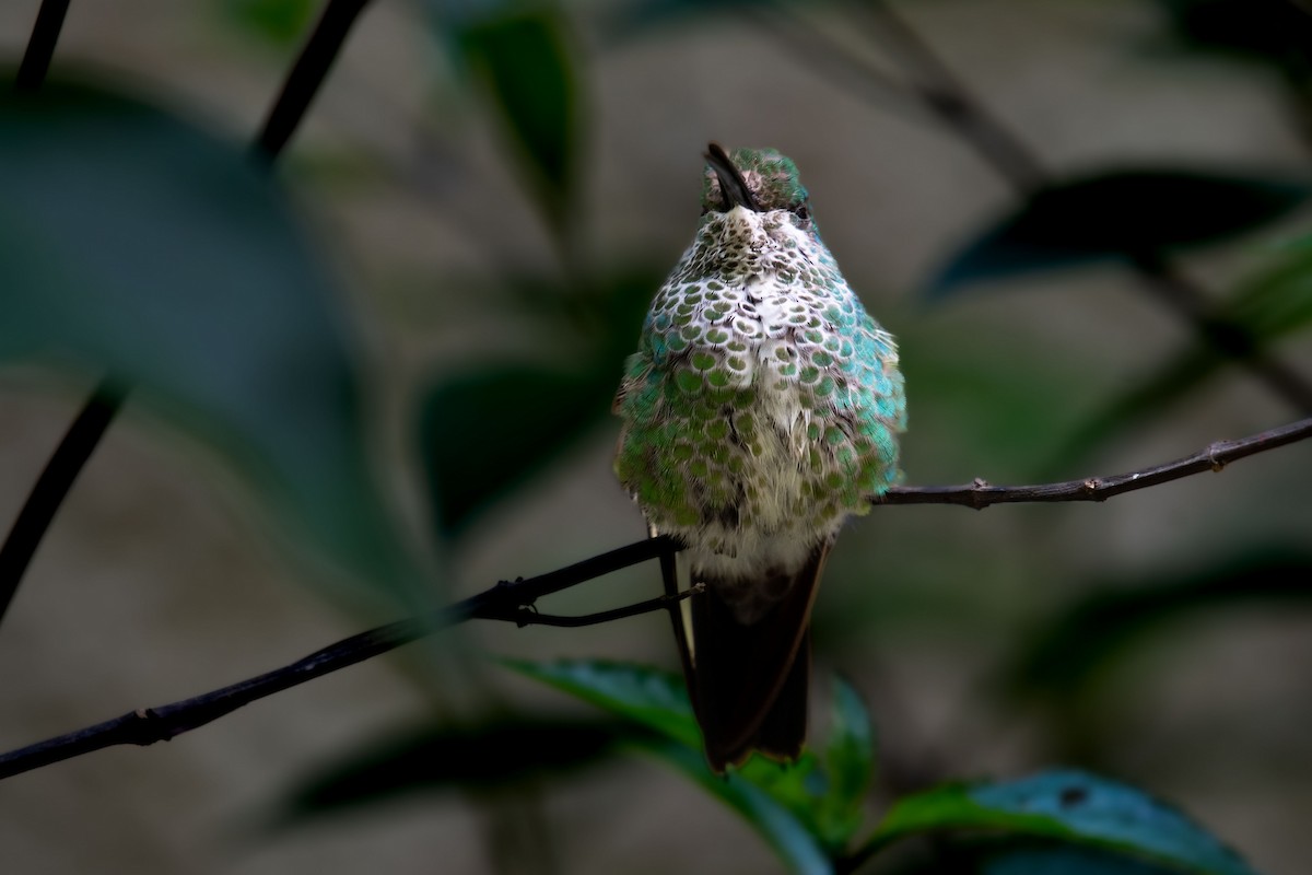 kolibřík subtropický - ML619756308