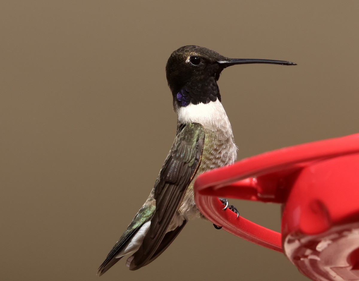 Black-chinned Hummingbird - ML619756309