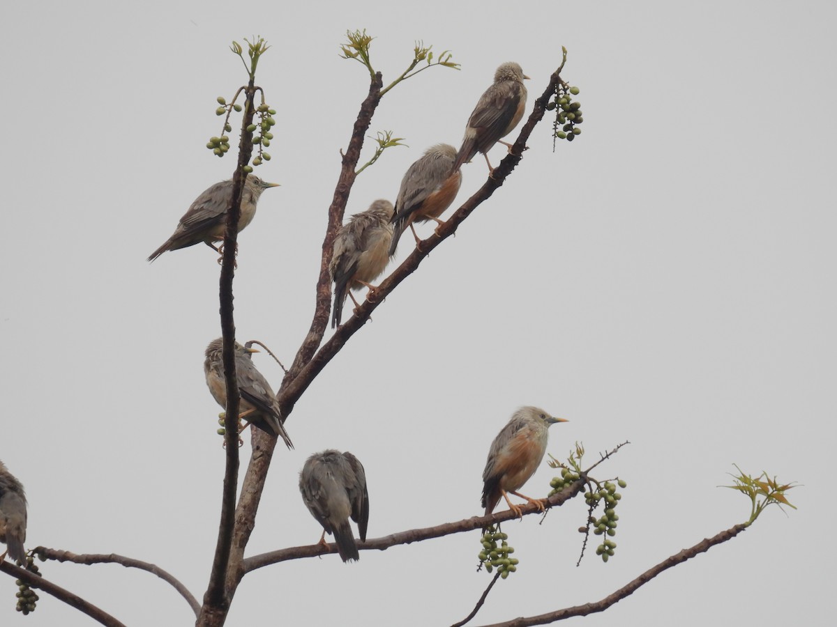 Malabar Starling - ML619756310