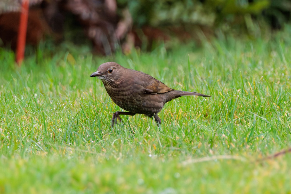 Eurasian Blackbird - ML619756321