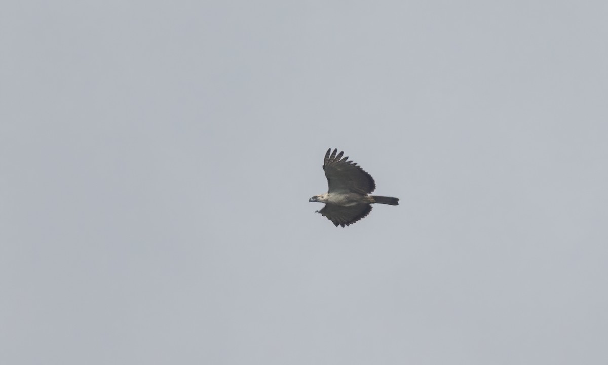 Águila Monera - ML619756393