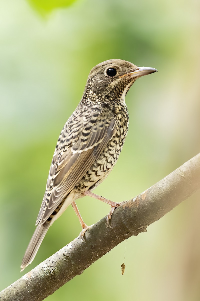 White-throated Rock-Thrush - ML619756399