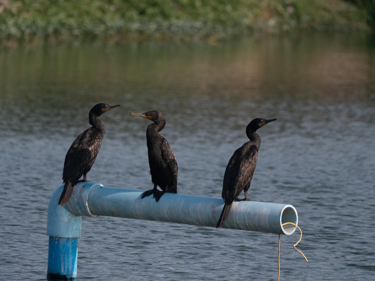 Indian Cormorant - ML619756421