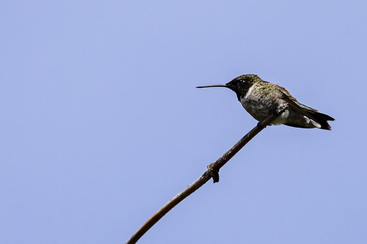 Black-chinned Hummingbird - Jef Blake