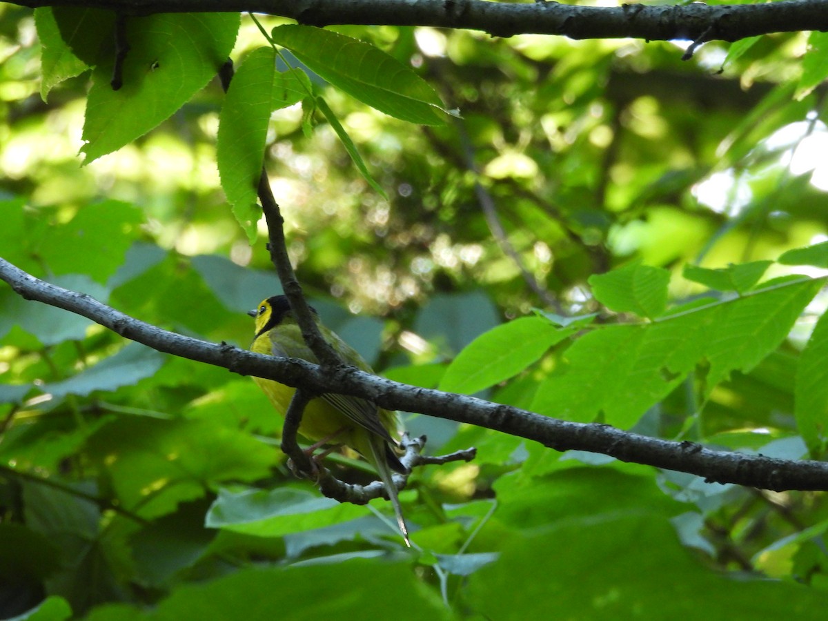 Hooded Warbler - ML619756491