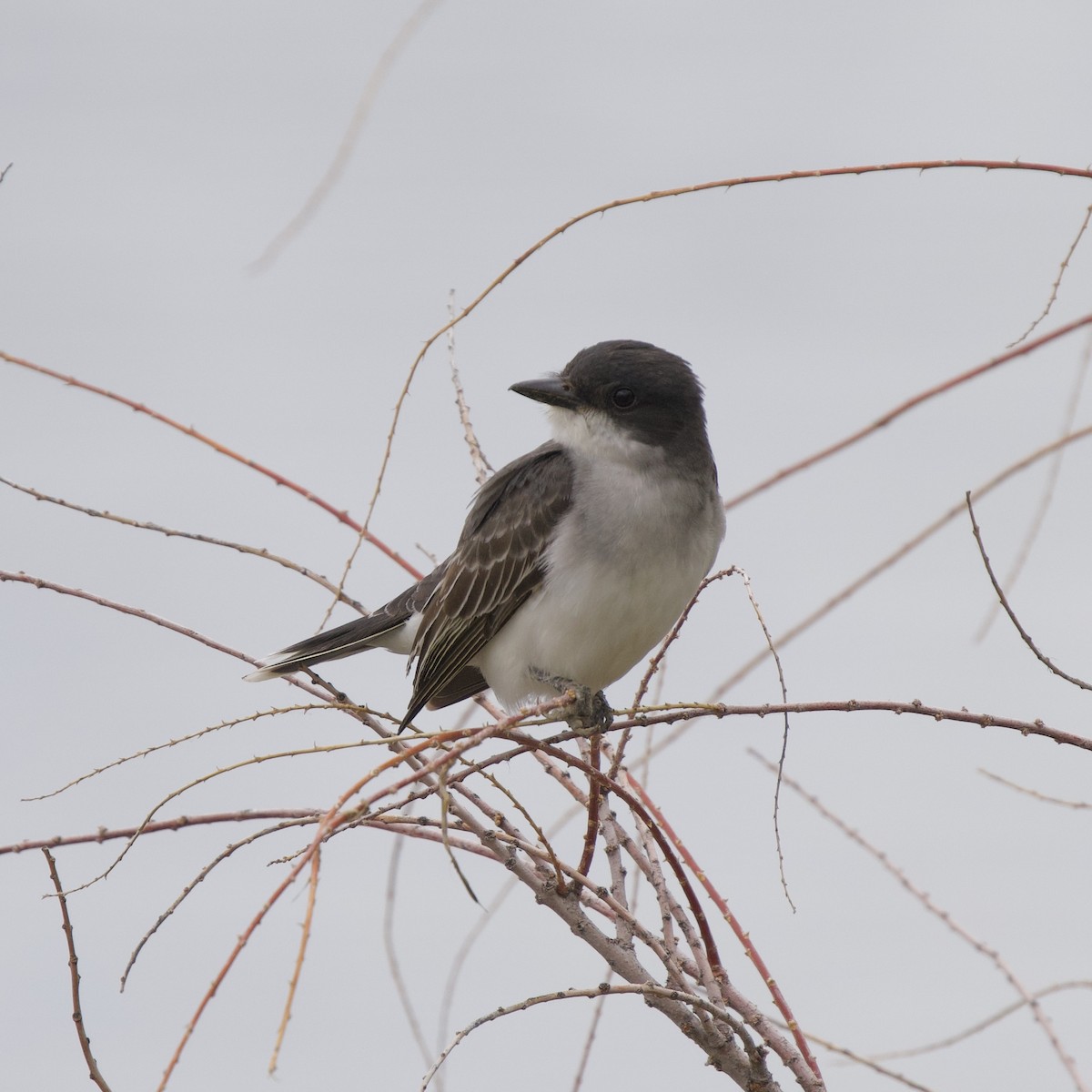 Eastern Kingbird - ML619756547