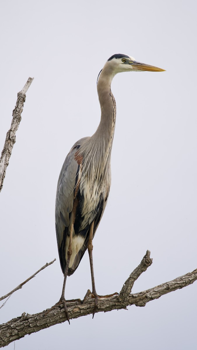 Great Blue Heron - ML619756557