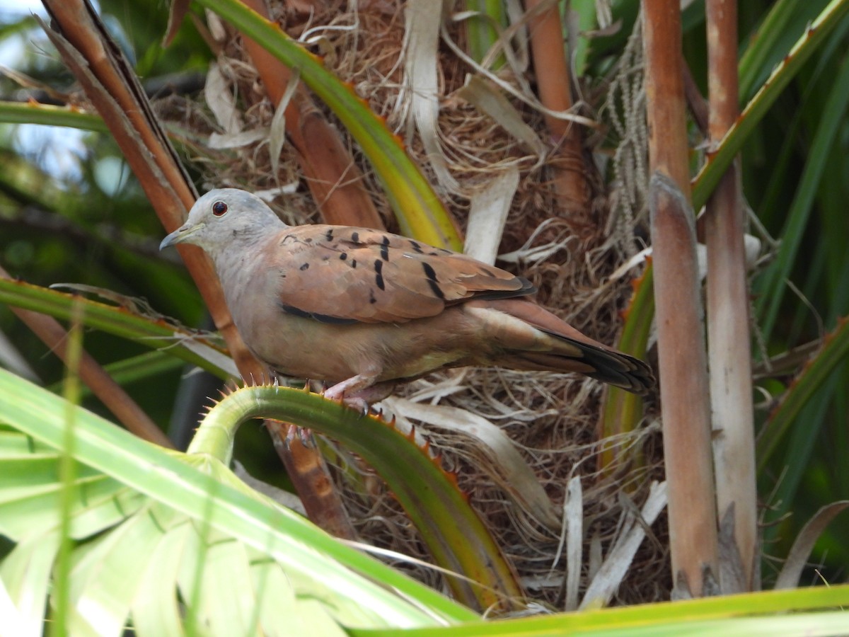 Ruddy Ground Dove - ML619756558