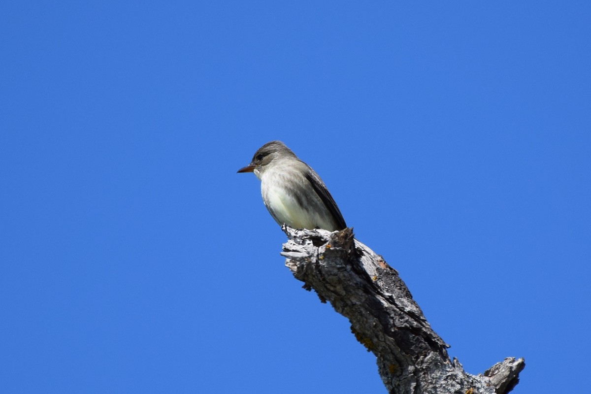 Olive-sided Flycatcher - ML619756561