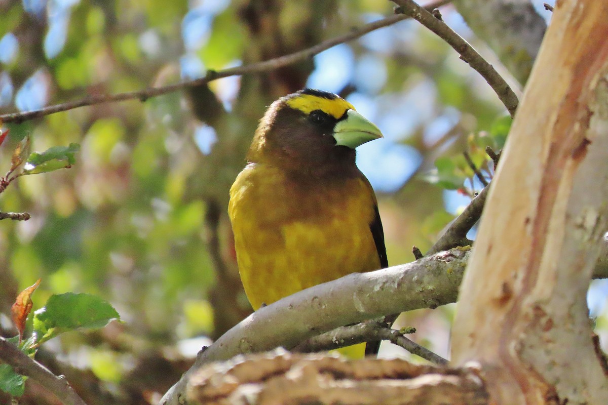 Evening Grosbeak - ML619756568