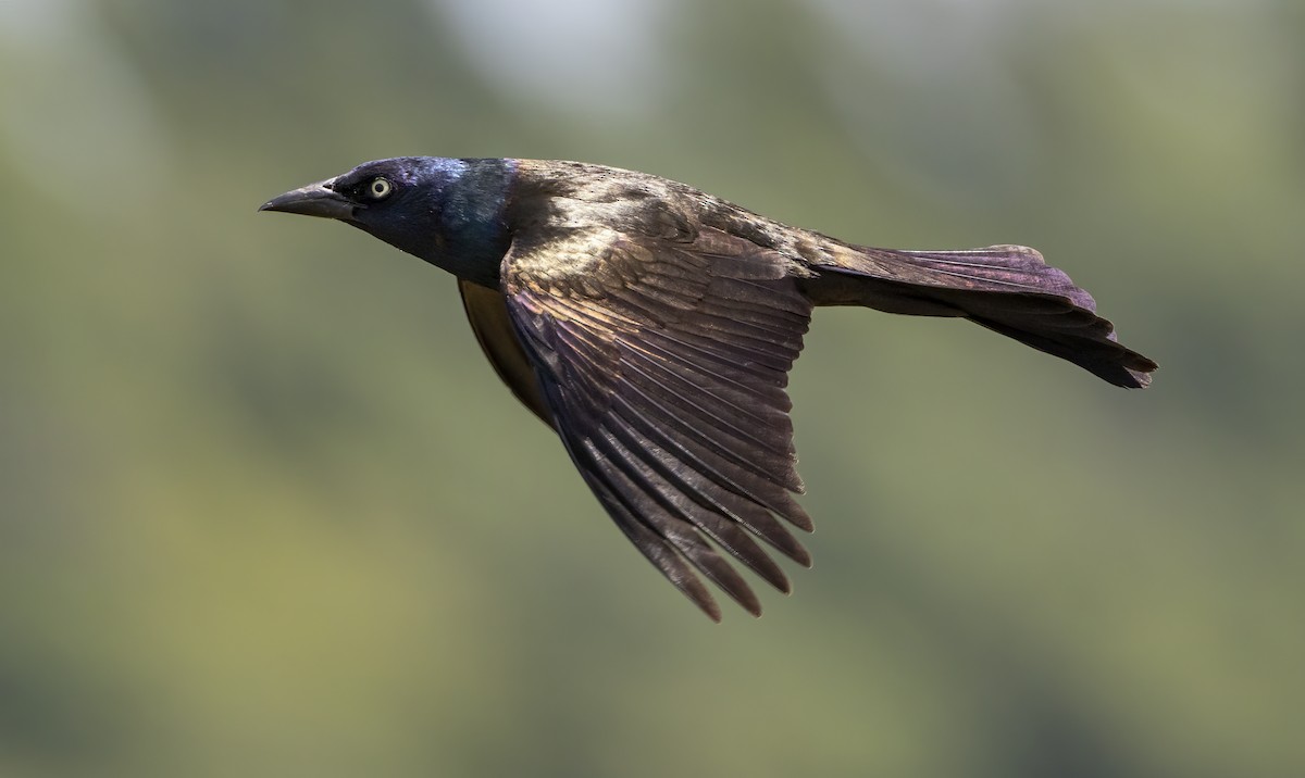 Common Grackle (Bronzed) - ML619756587