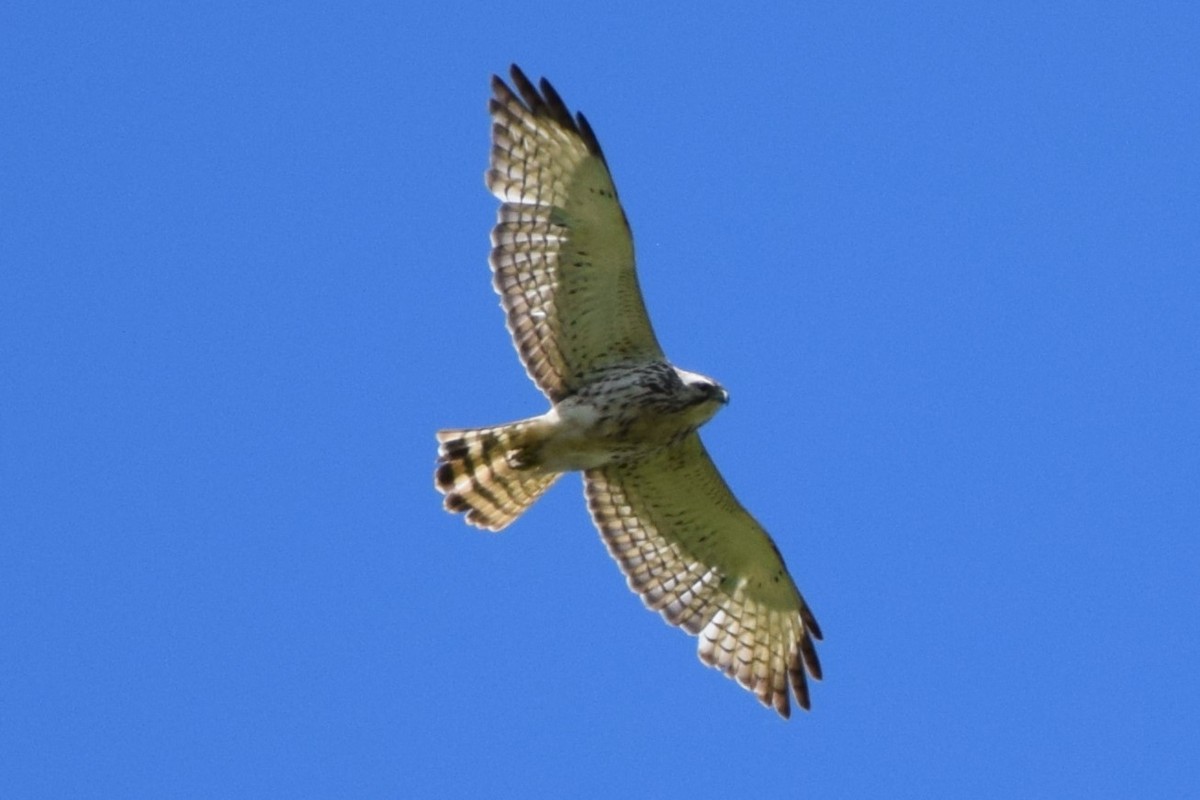 Broad-winged Hawk - ML619756596