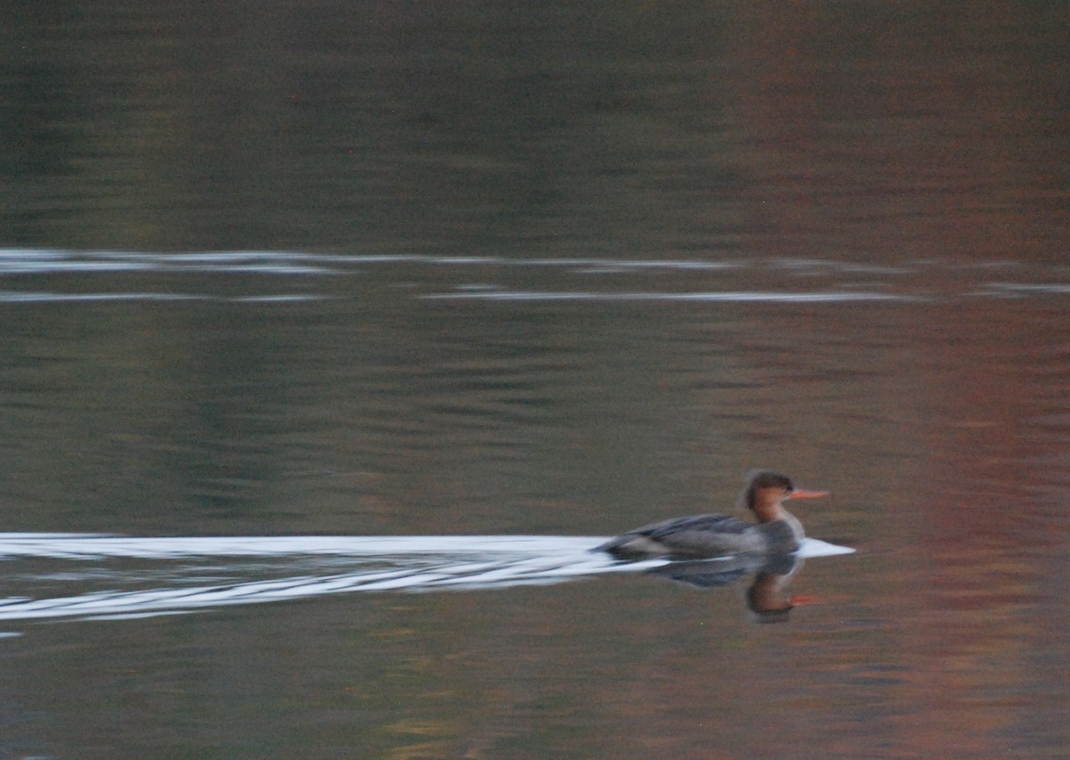 Red-breasted Merganser - ML619756604