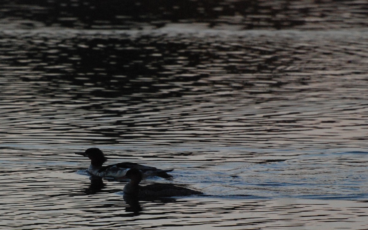 Red-breasted Merganser - ML619756605