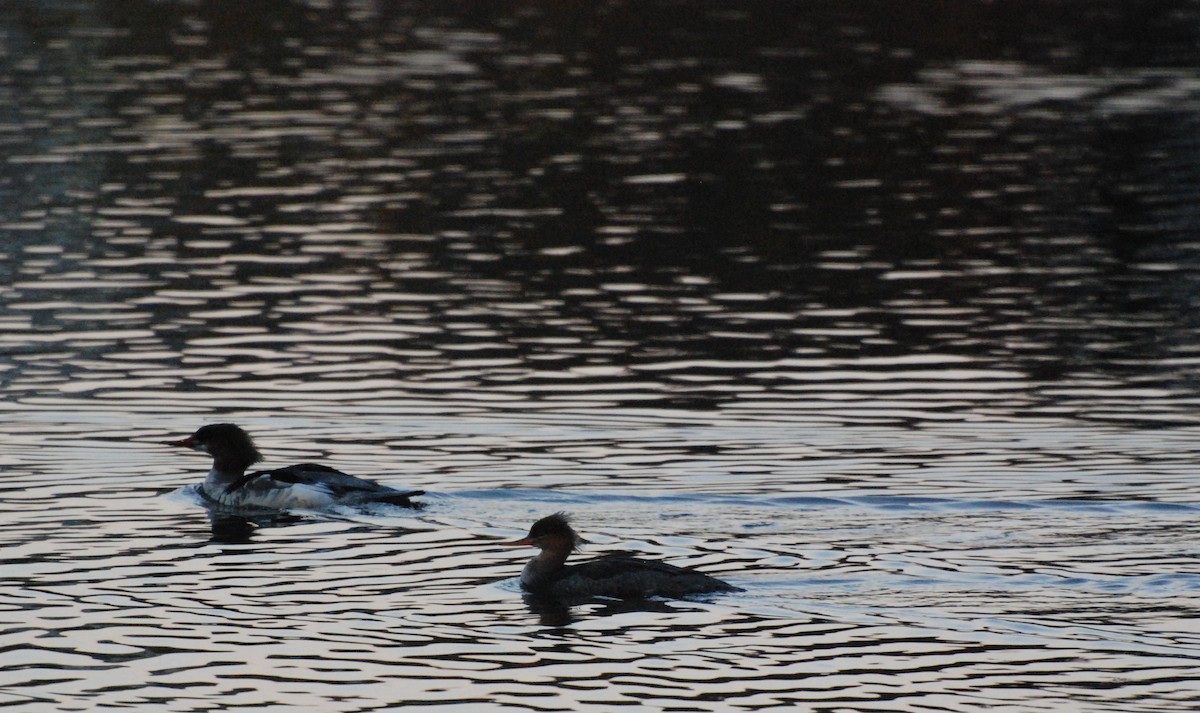 Red-breasted Merganser - ML619756606