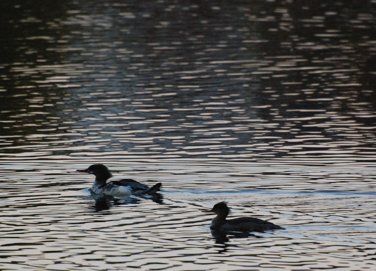 Red-breasted Merganser - Max Thayer