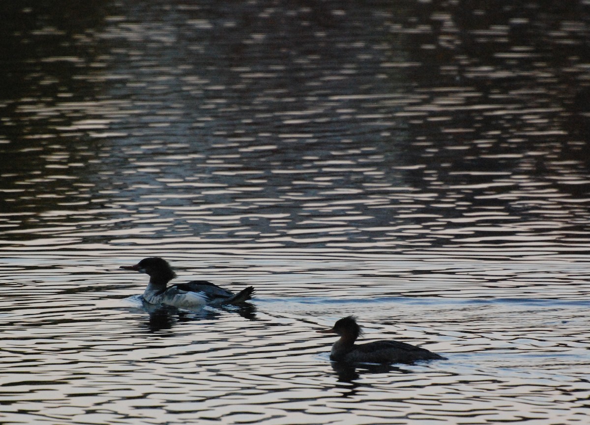 Red-breasted Merganser - ML619756607