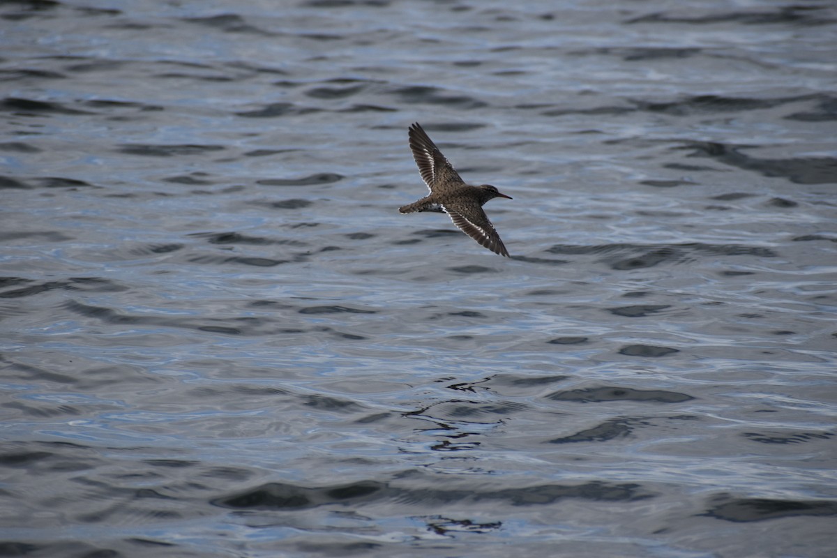 Spotted Sandpiper - ML619756634