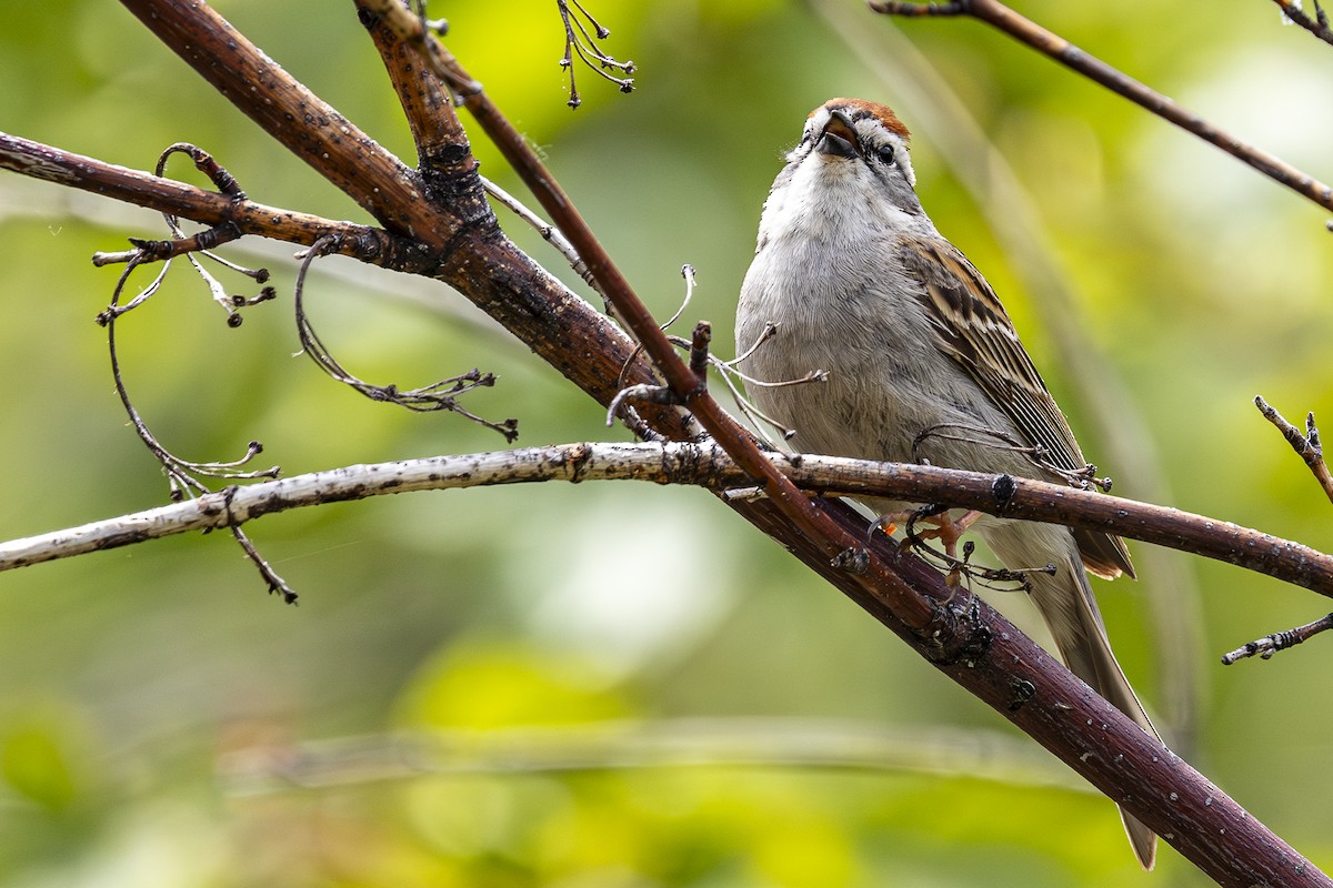 Chipping Sparrow - ML619756642