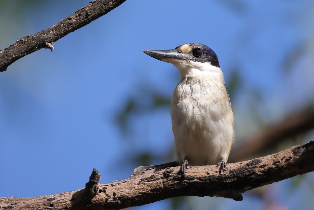 Forest Kingfisher - ML619756648