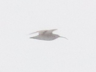 Regenbrachvogel (hudsonicus) - ML619756695