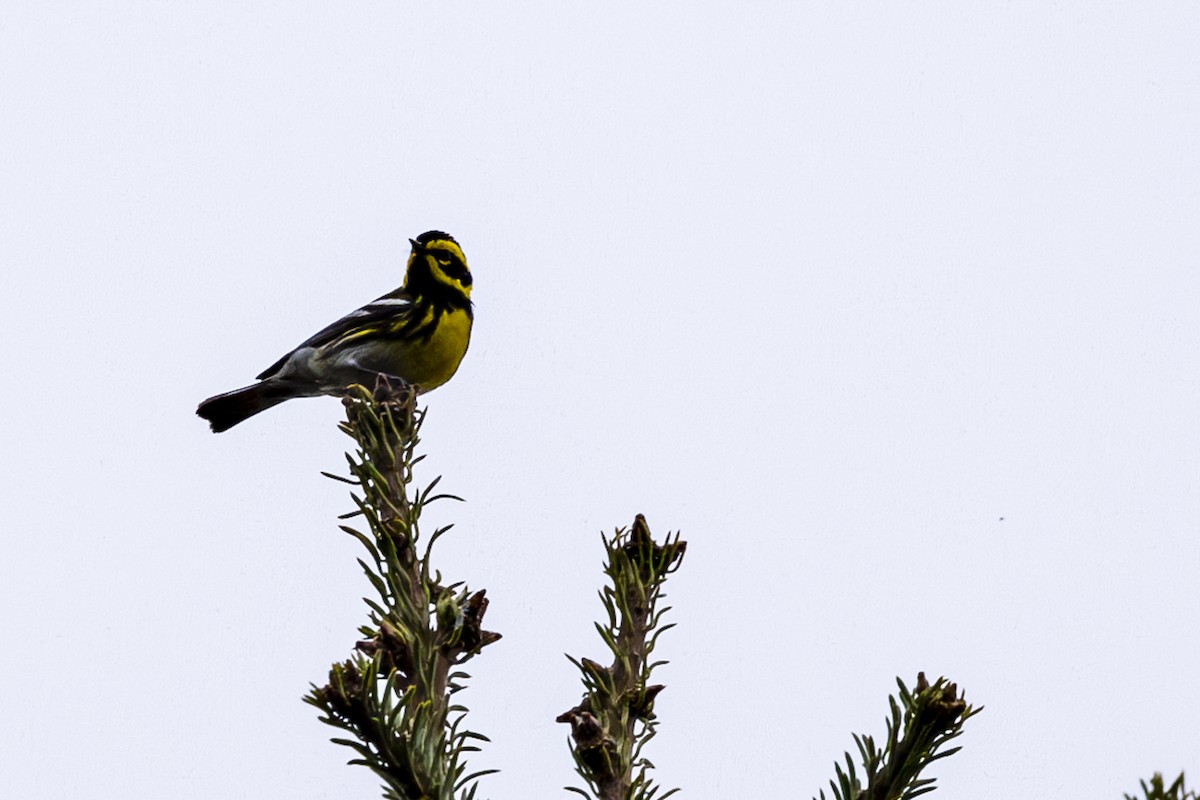 Townsend's Warbler - ML619756703