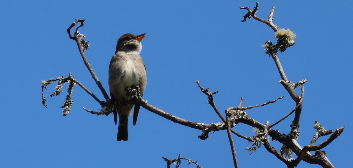 Olive-sided Flycatcher - ML619756722