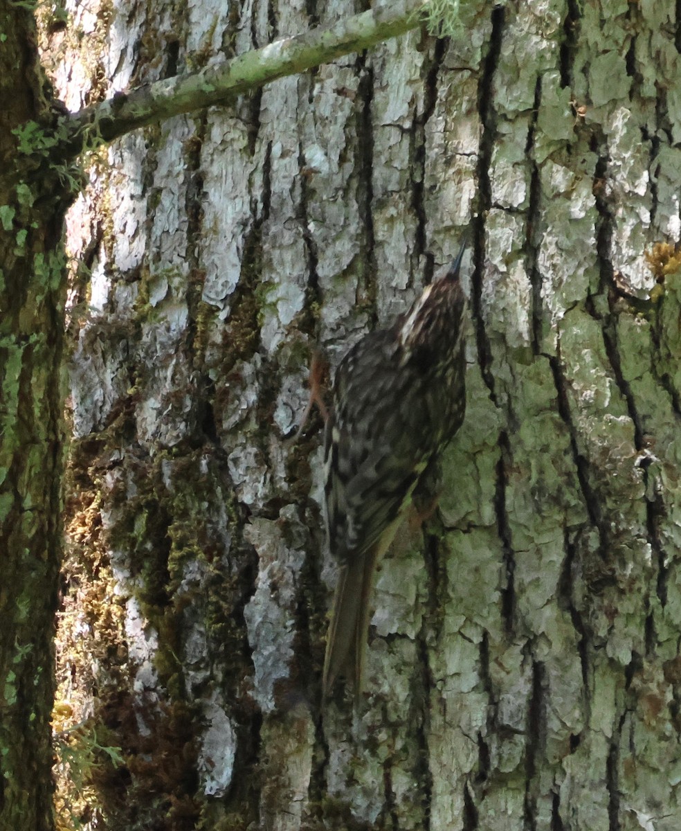 Brown Creeper - ML619756743