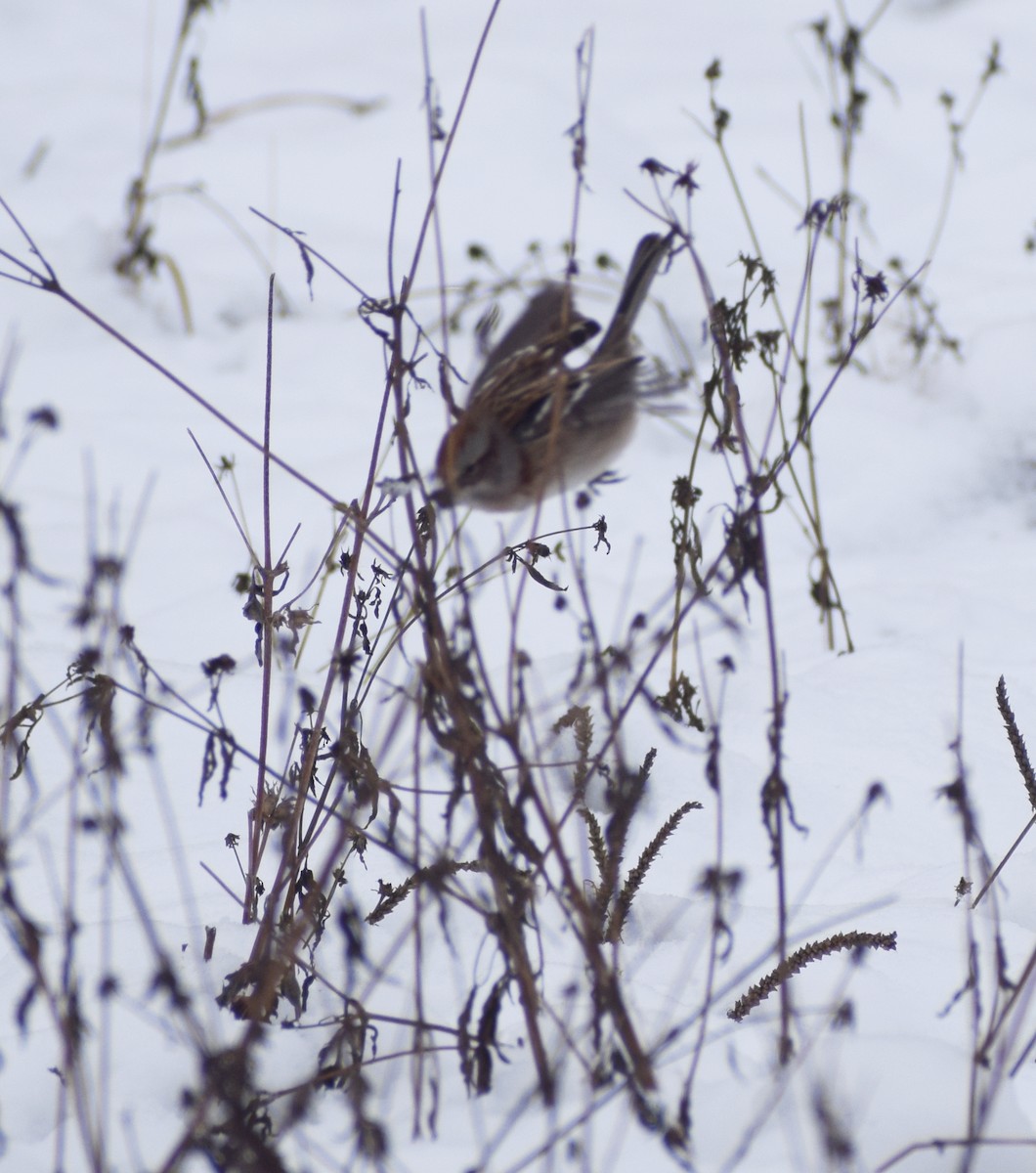 American Tree Sparrow - ML619756749