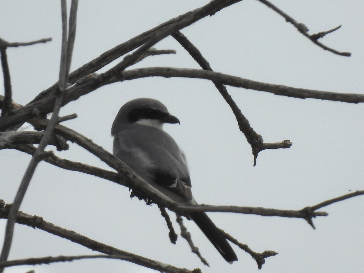 Loggerhead Shrike - ML619756758