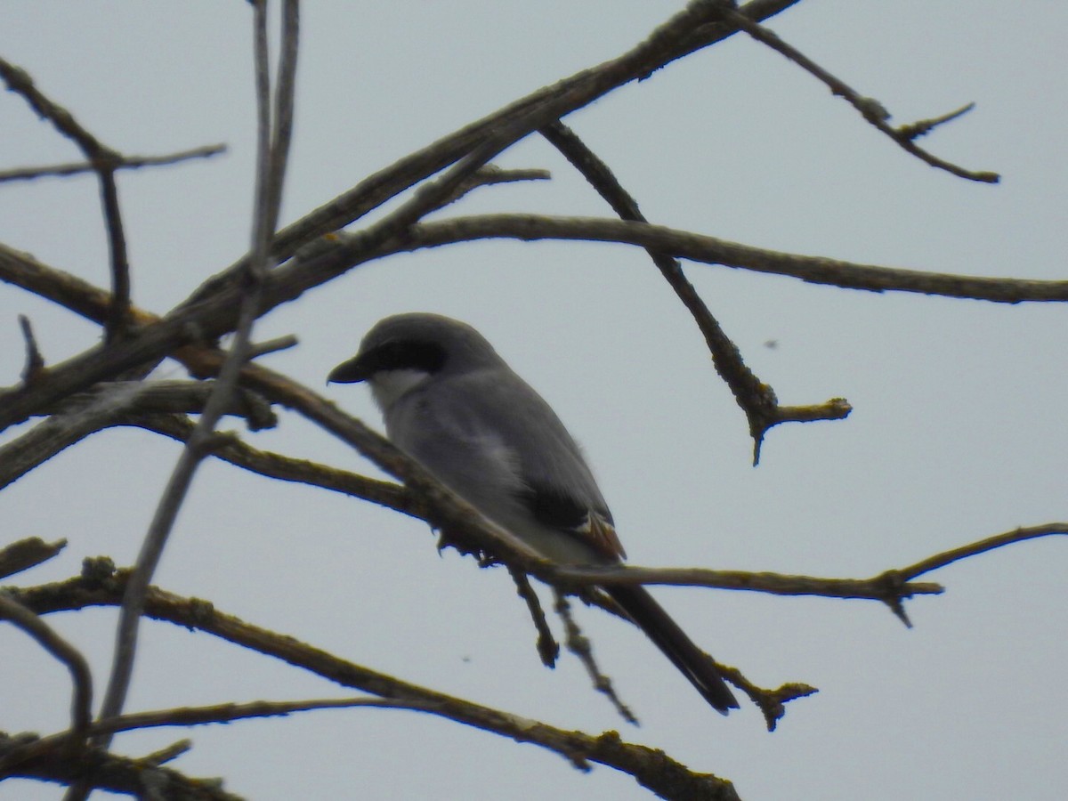 Loggerhead Shrike - ML619756759