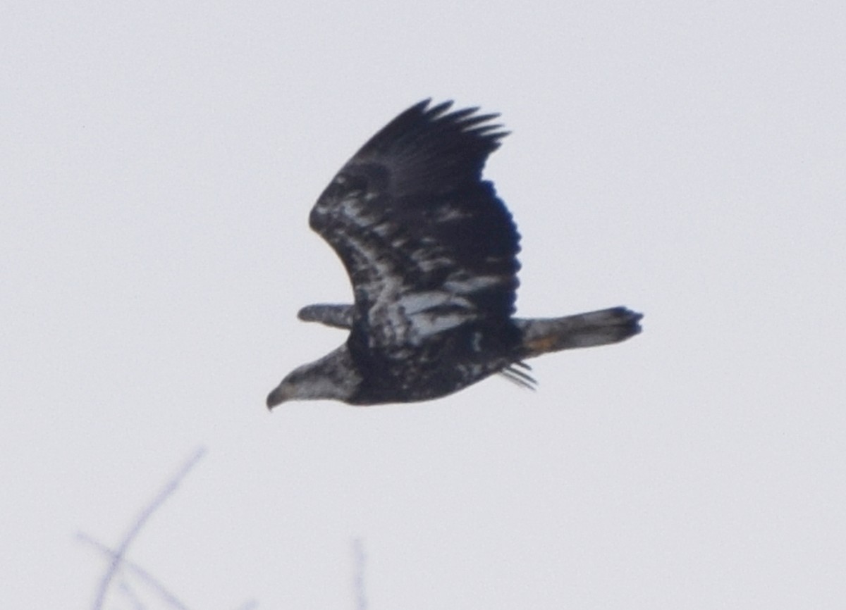 Bald Eagle - ML619756763